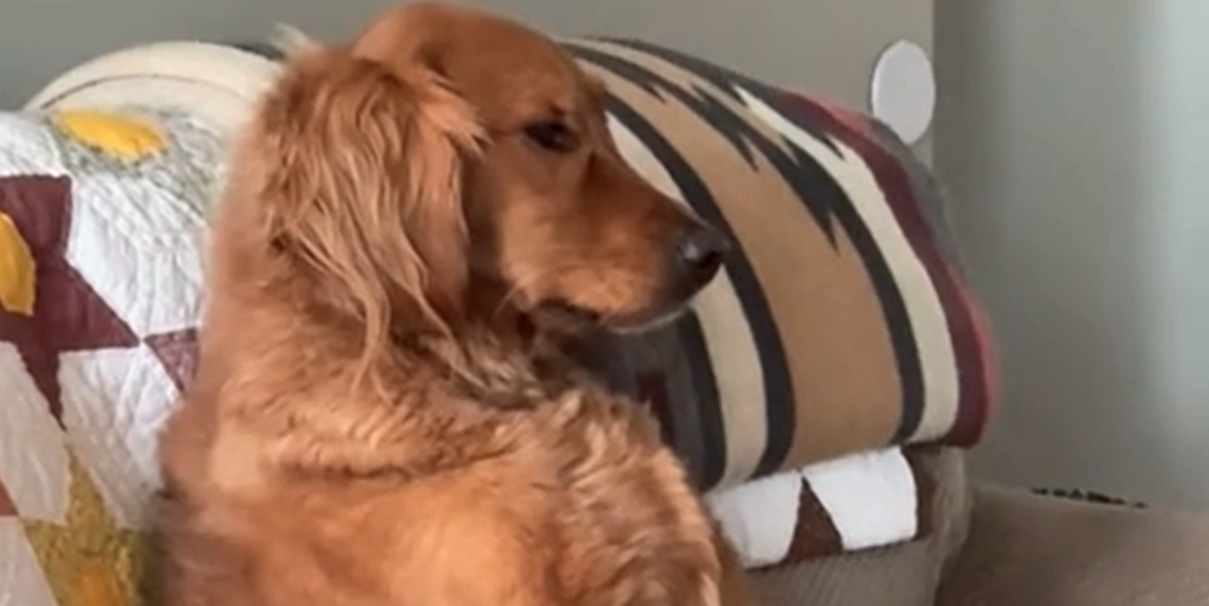 Se den virala videon: Golden retriever beter sig som en människa