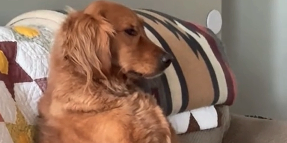 Se den virala videon: Golden retriever beter sig som en människa