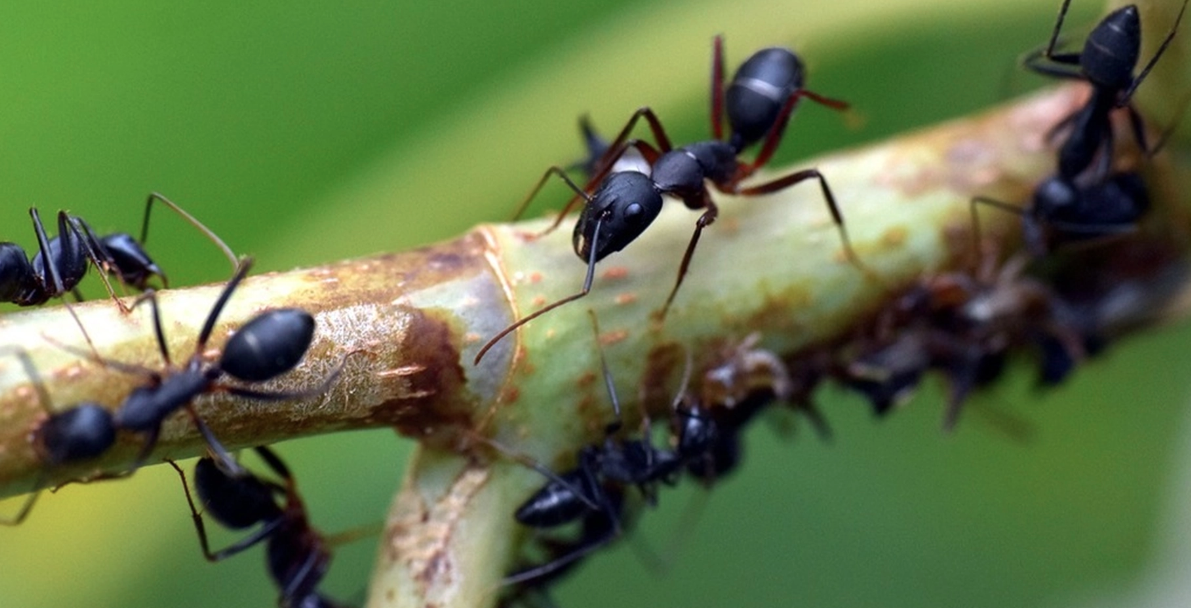 Forskare upptäcker högst bisarrt beteende hos myrkolonier