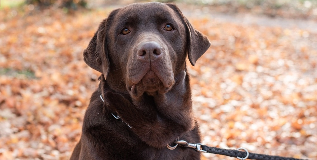 Hund upptäcker att det inte är matte som håller i kopplet: Nu har reaktionen blivit viral