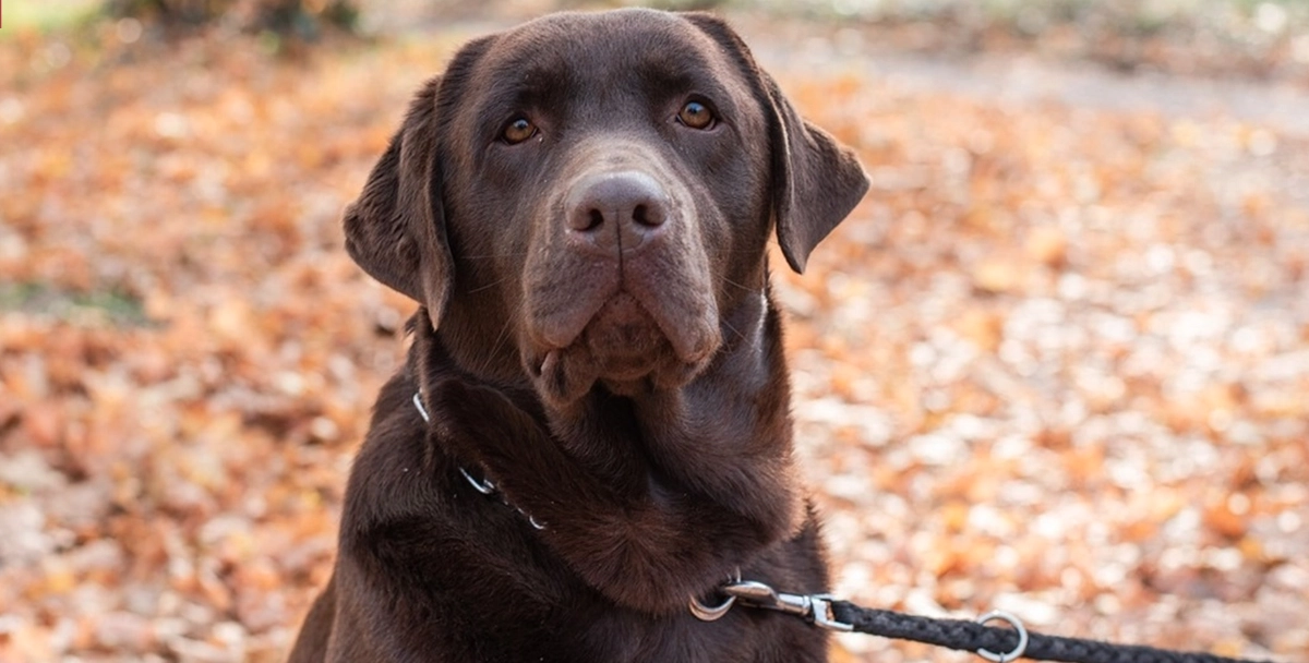 Hund upptäcker att det inte är matte som håller i kopplet: Nu har reaktionen blivit viral