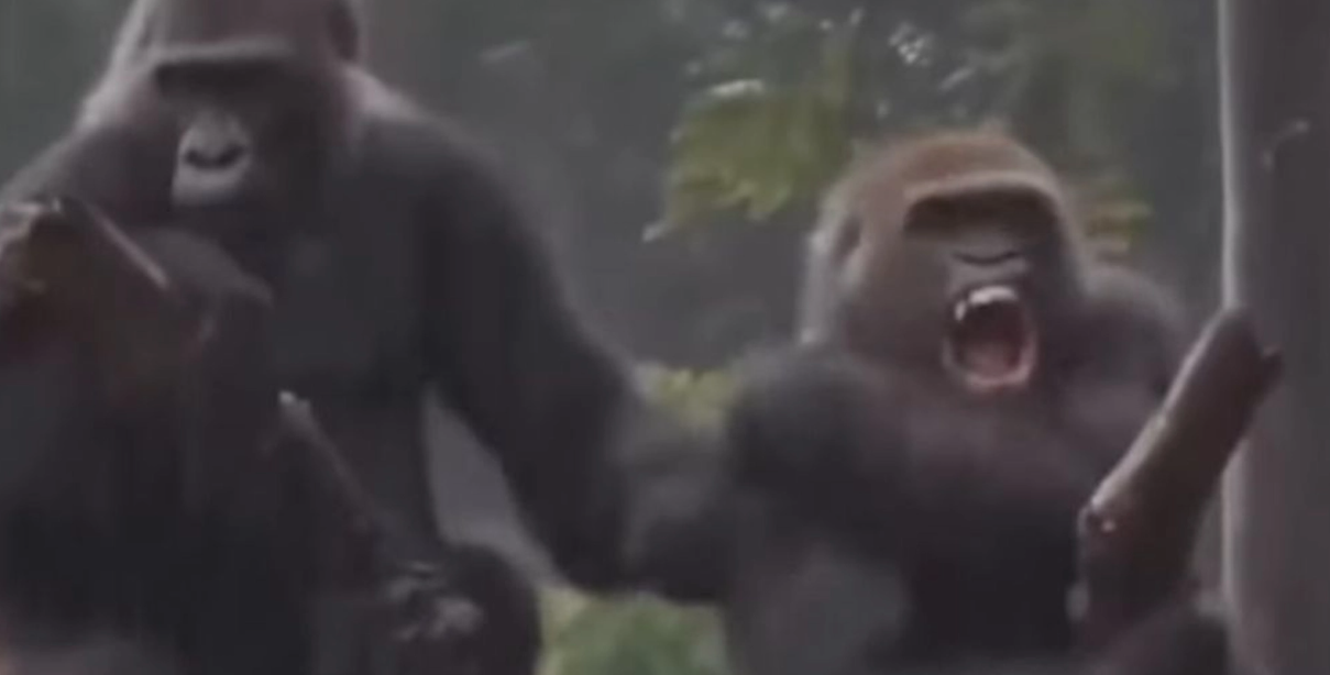 Se den roliga videon här: Gorillor grälar som ett gammalt par