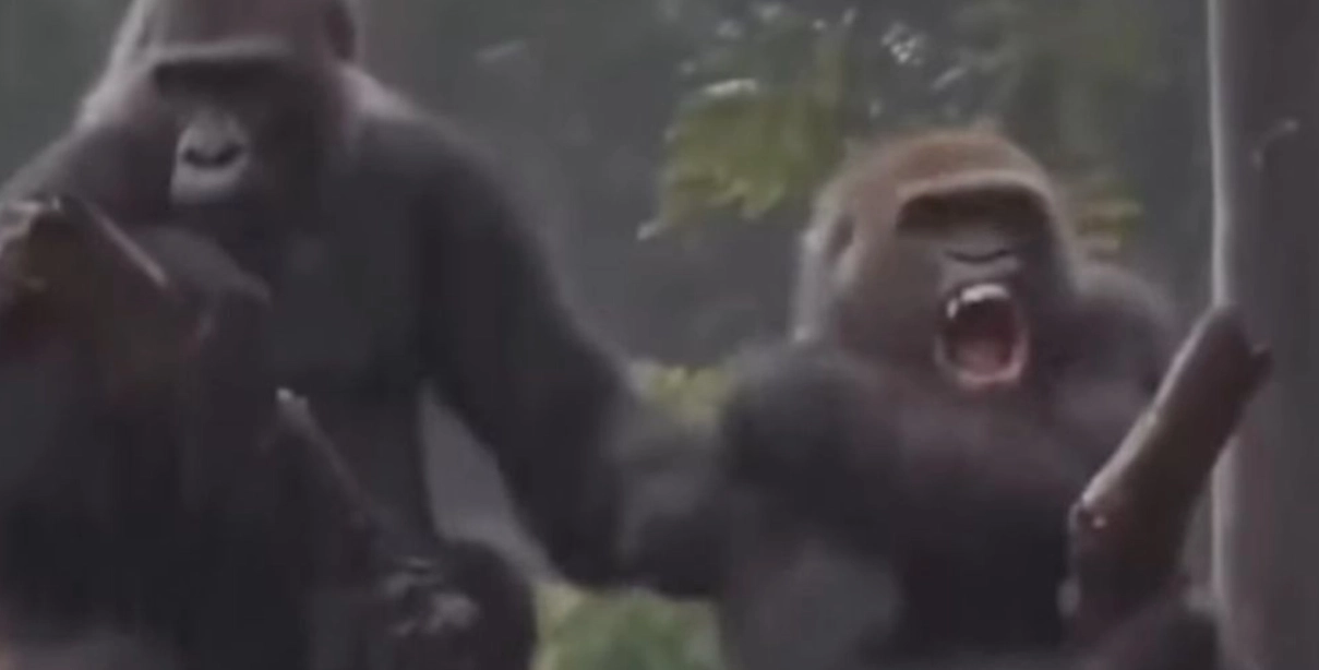 Se den roliga videon här: Gorillor grälar som ett gammalt par