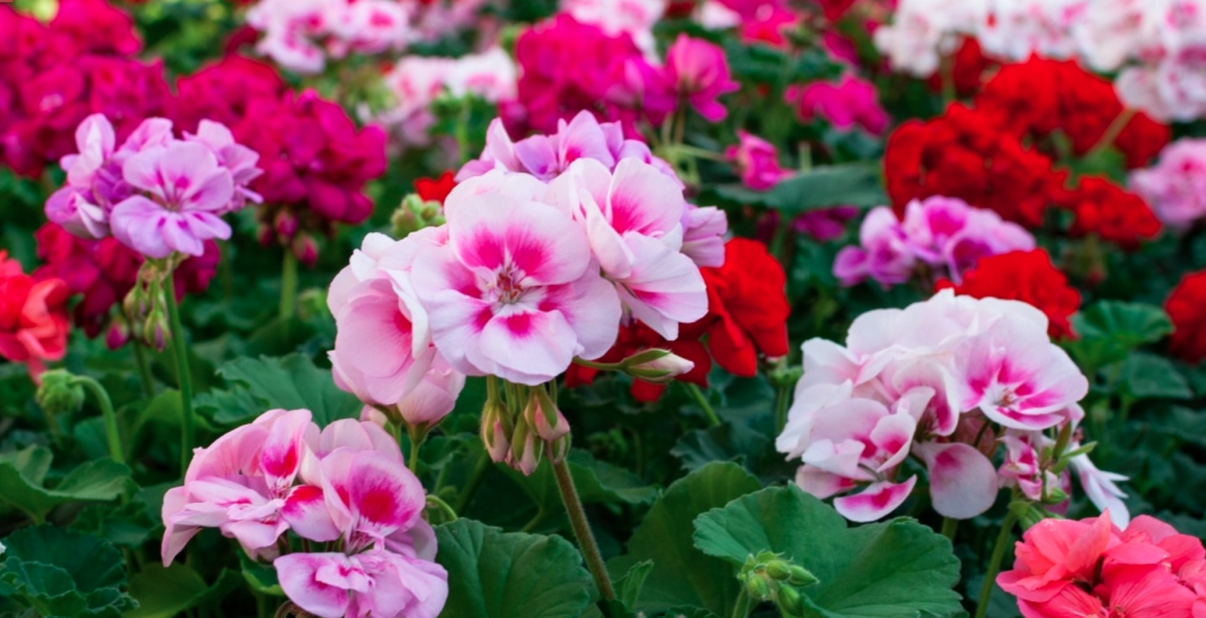 Har du hortensia eller pelargoner i trädgården? Då bör du snart göra detta