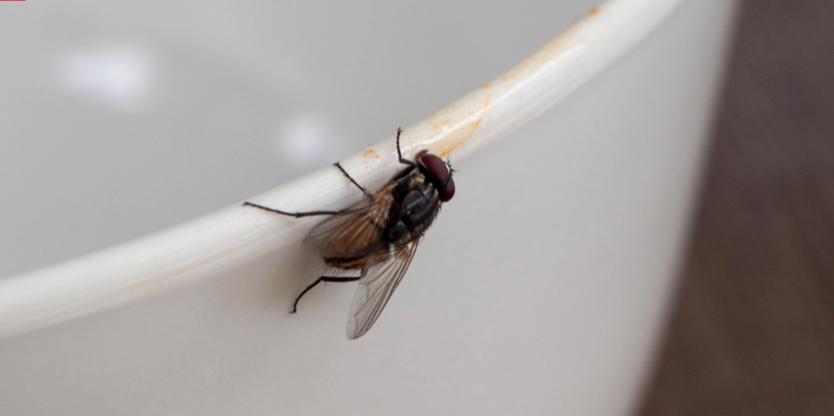 Flugor och mygg söker sig inomhus – men två saker i ditt kök kan hålla dem borta