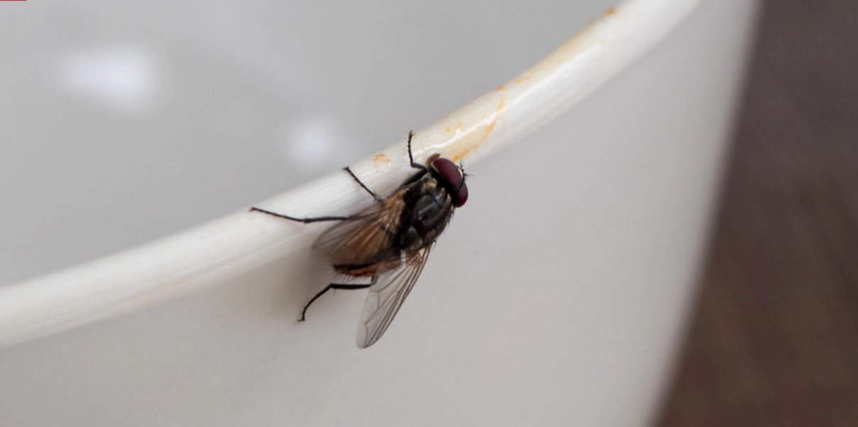Flugor och mygg söker sig inomhus – men två saker i ditt kök kan hålla dem borta
