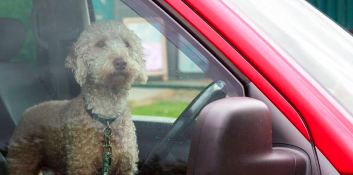 Hundägare åtalas för djurplågeri – hunden lämnades i het bil