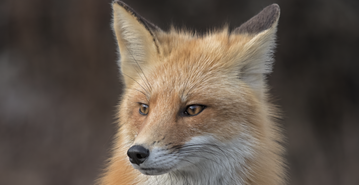 Kattägare i området? Se upp för räven!