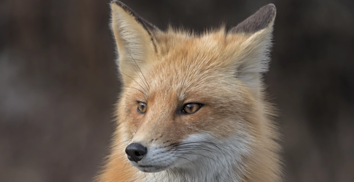 Kattägare i området? Se upp för räven!