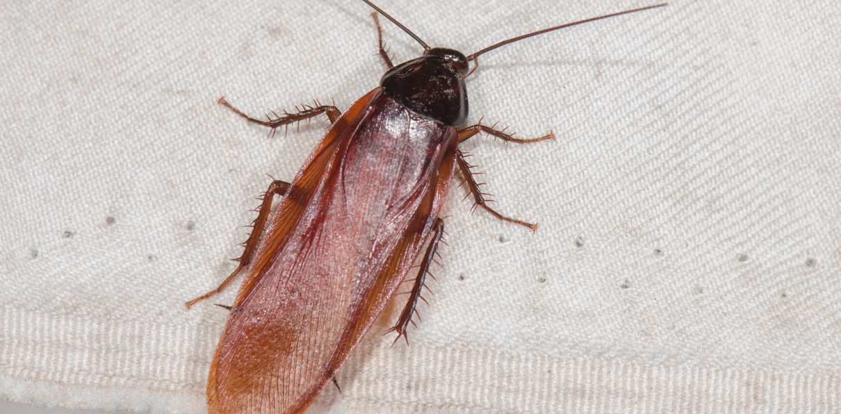 Skrämmande fynd på café: Kackerlackor, damm och smuts får myndigheterna att agera