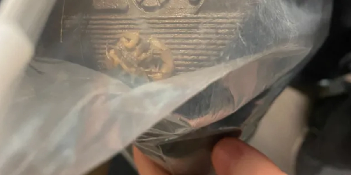 Sofia fick en chock – hittade livslevande skorpion i sitt Shein-paket