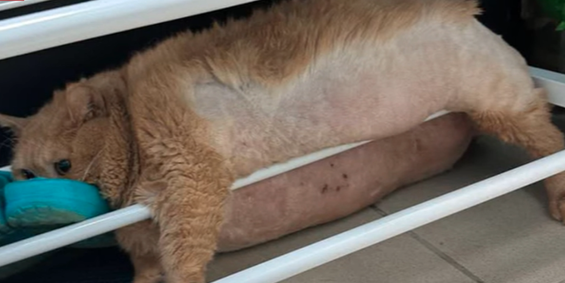 Världens tjockaste katt har avlidit: Så mycket vägde han