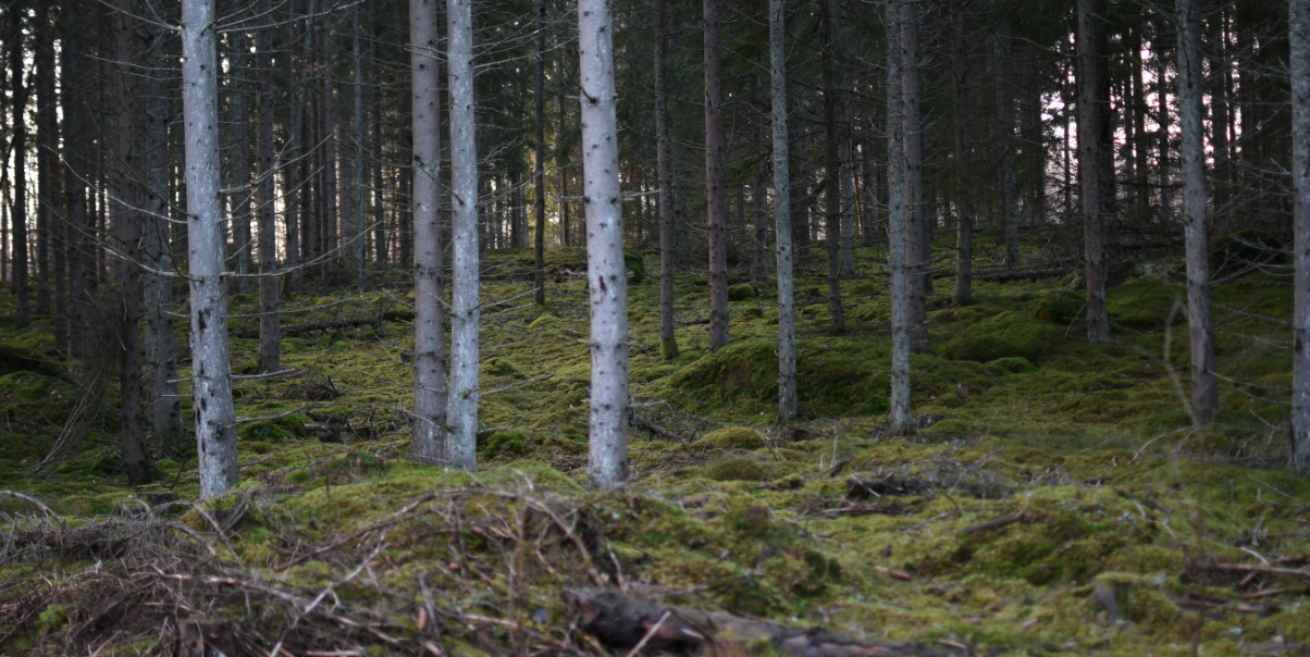 Kampen mot klockan i Boxholms skogar – polisen fortsätter jakten efter Per Inge och Margareta