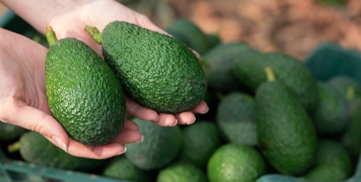 Perfekt mogen avokado varje gång – så gör du