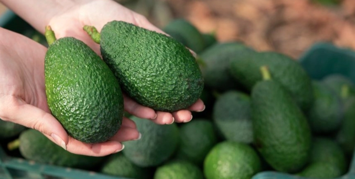 Perfekt mogen avokado varje gång – så gör du