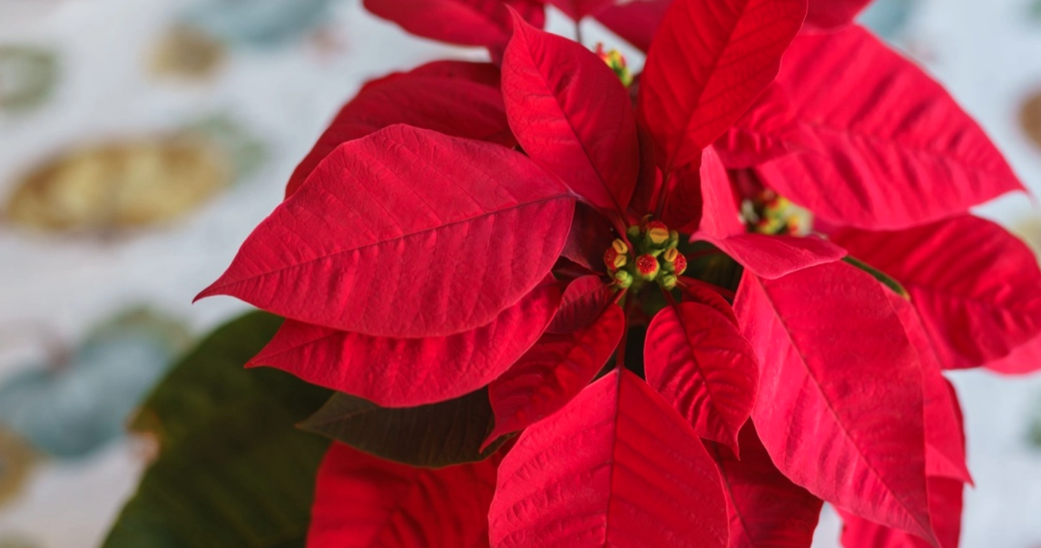 Så håller du liv i din julstjärna – enkla knepet för julens vackraste blomma