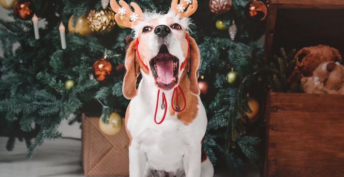 Har du en hund? Var extra uppmärksam på detta i jul