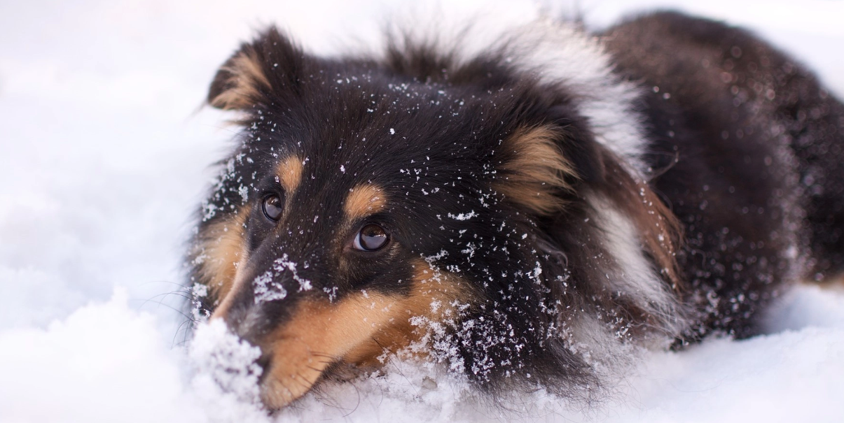 Kom ihåg att ta hand om din hunds tassar efter vinterpromenaden