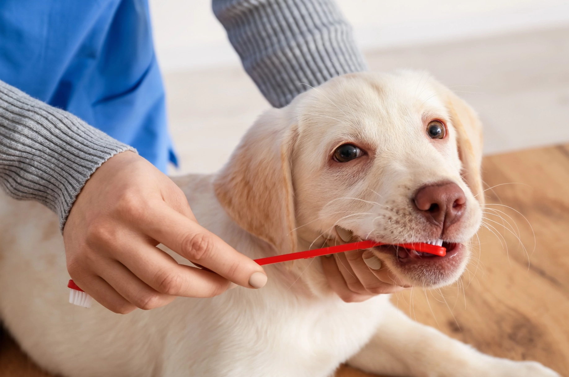 Veterinären listar: Här är de 5 hundraser han aldrig skulle äga – du kommer bli förvånad
