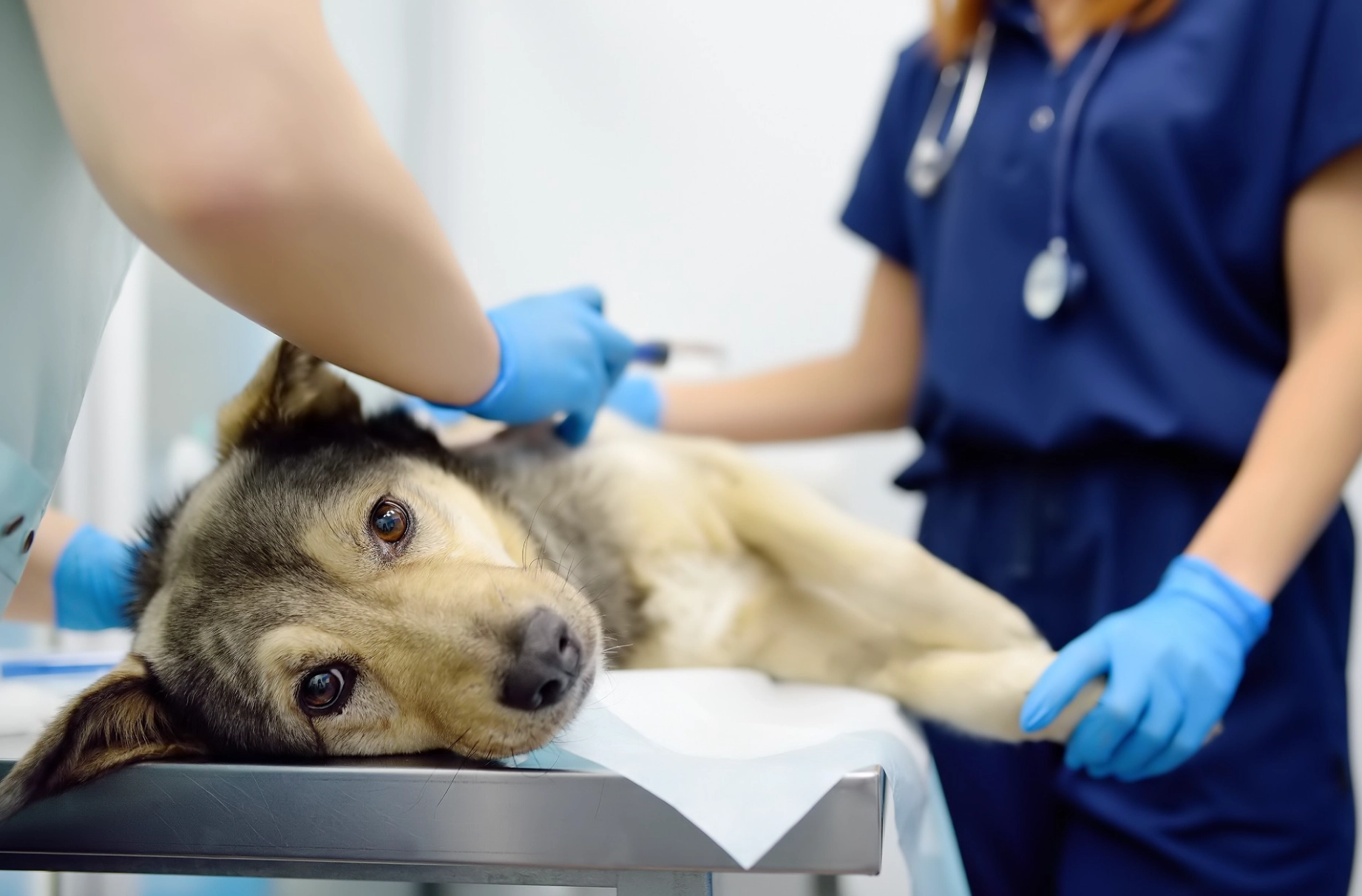 Även små mängder kan vara livsfarliga – här ska du hålla din hund på säkert avstånd