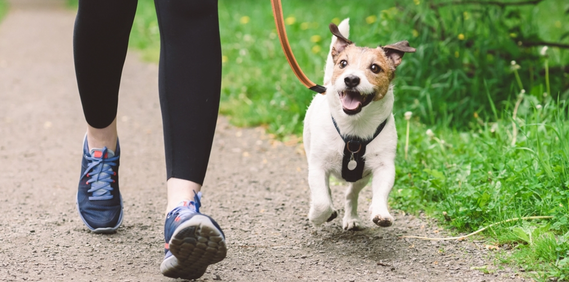 Hur kallt är för kallt för din hund? Så skyddar du ditt husdjur i vinterkylan