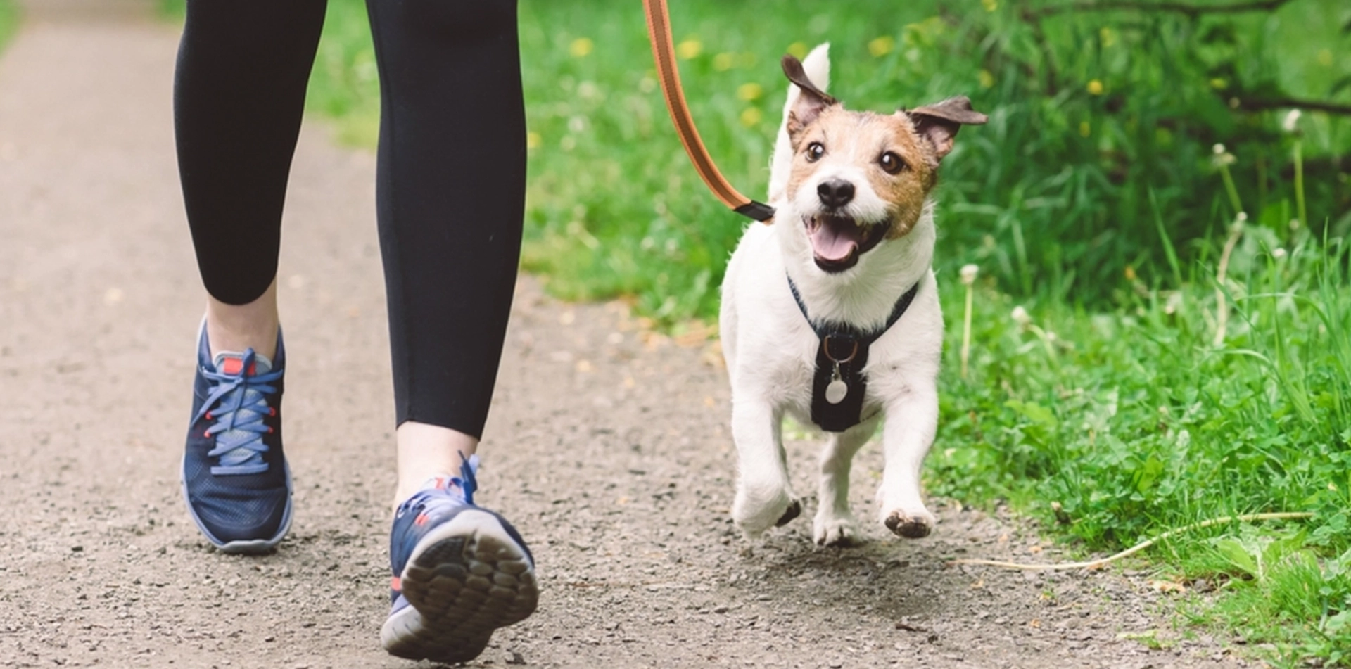 Hur kallt är för kallt för din hund? Så skyddar du ditt husdjur i vinterkylan