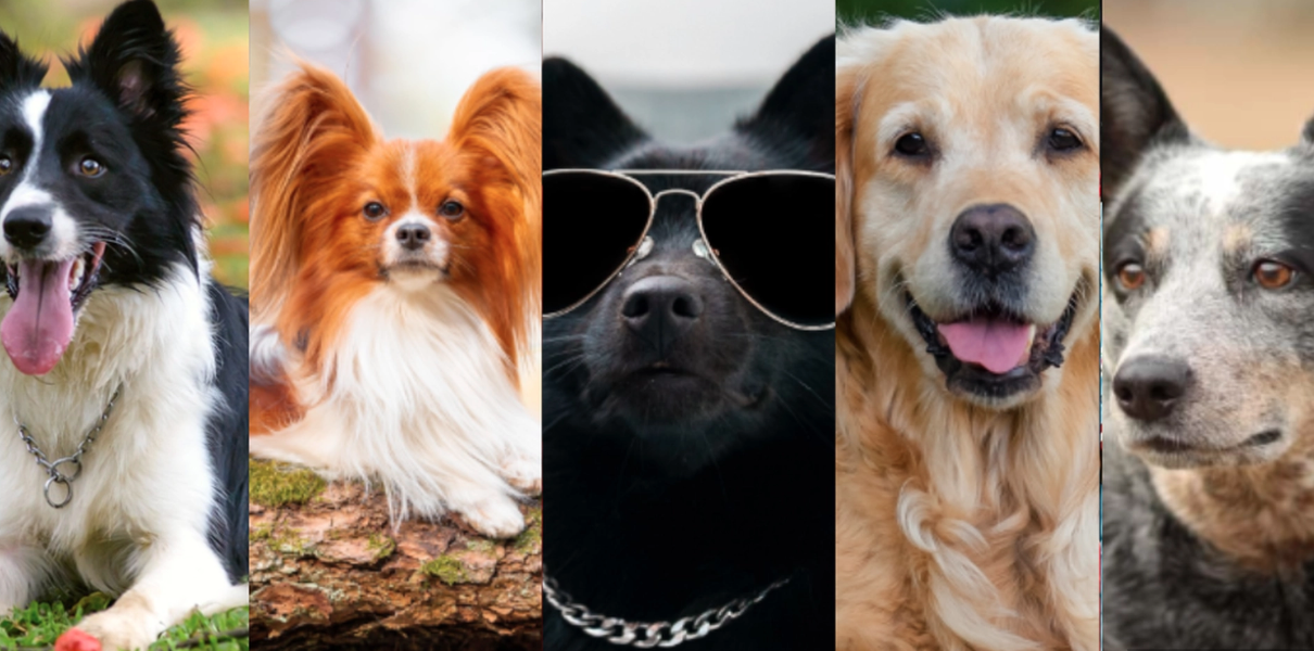 De 15 mest intelligenta hundraserna – finns din hund med på listan?