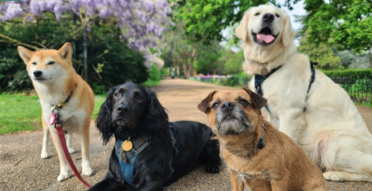Här är hundraserna med längst förväntad livslängd – är din hund med på listan?