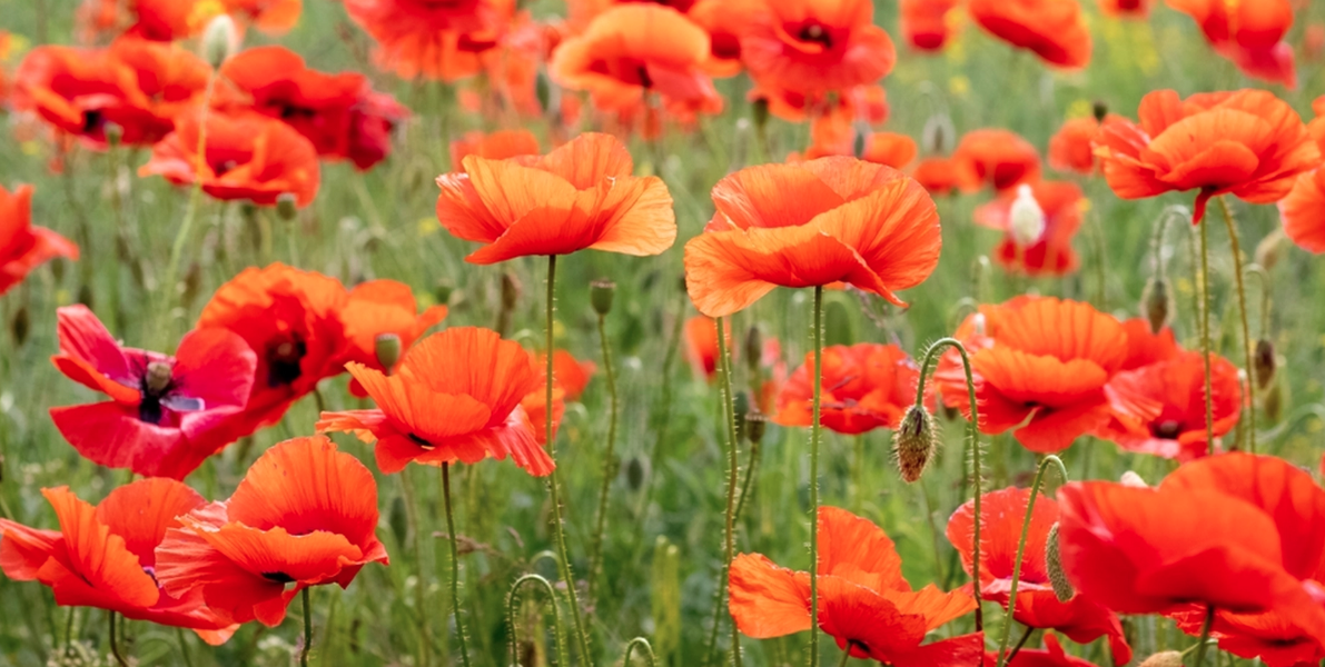 Frys in vallmofrön i iskuber – få en blomstrande sommarträdgård