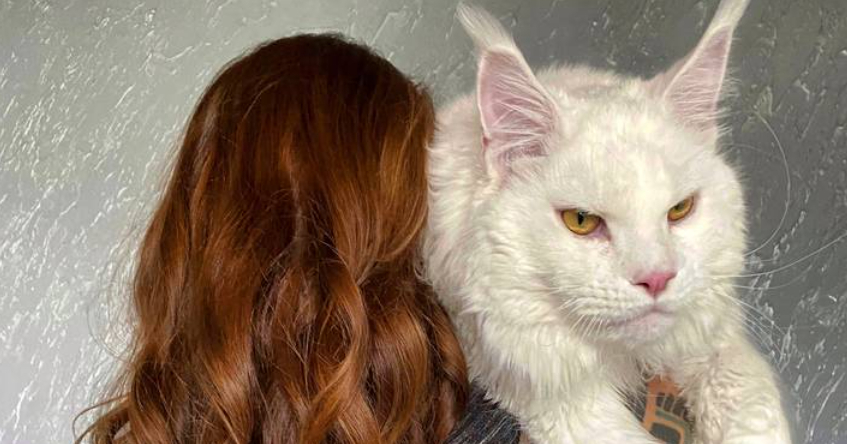 Världens största katt: ”Alla tror att han är en hund”
